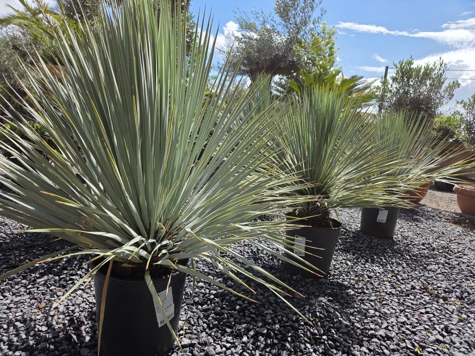 Yucca Rostrata - palmlelie, Tuin en Terras, Planten | Tuinplanten, Ophalen