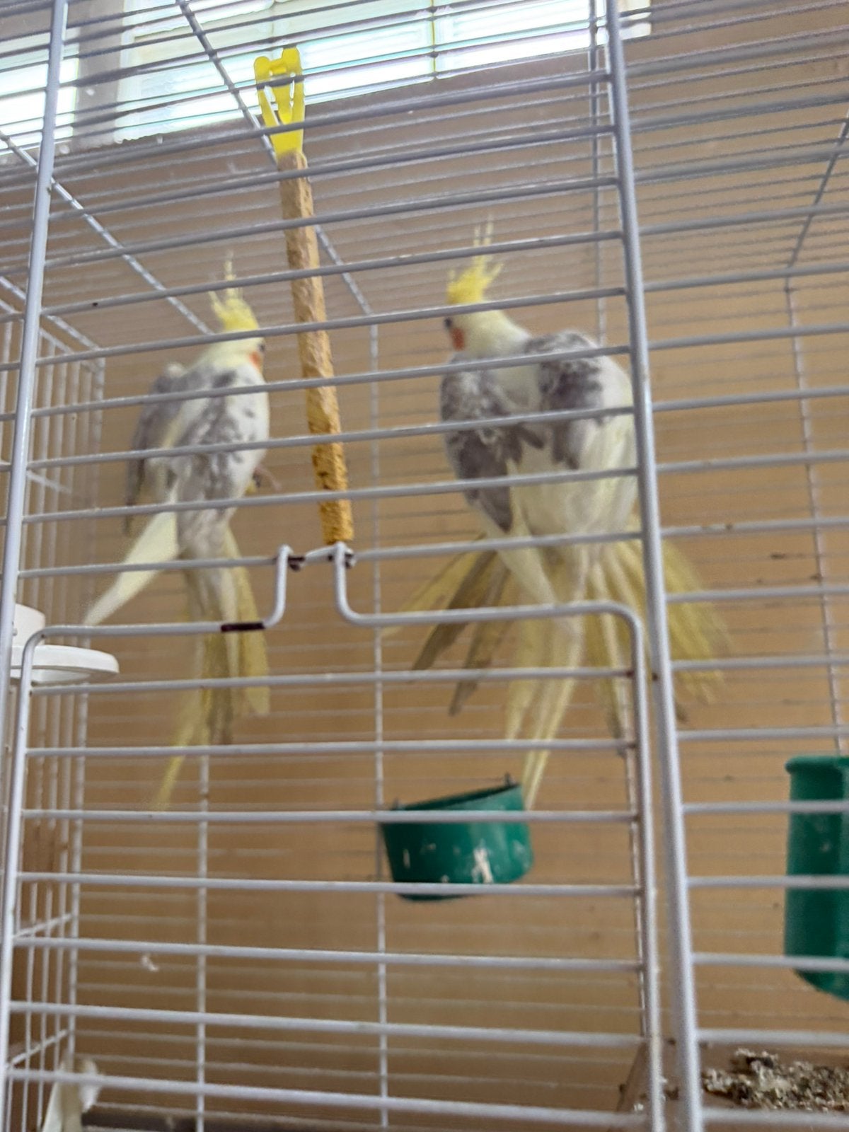 Kooi + 2 vogels, Dieren en Toebehoren