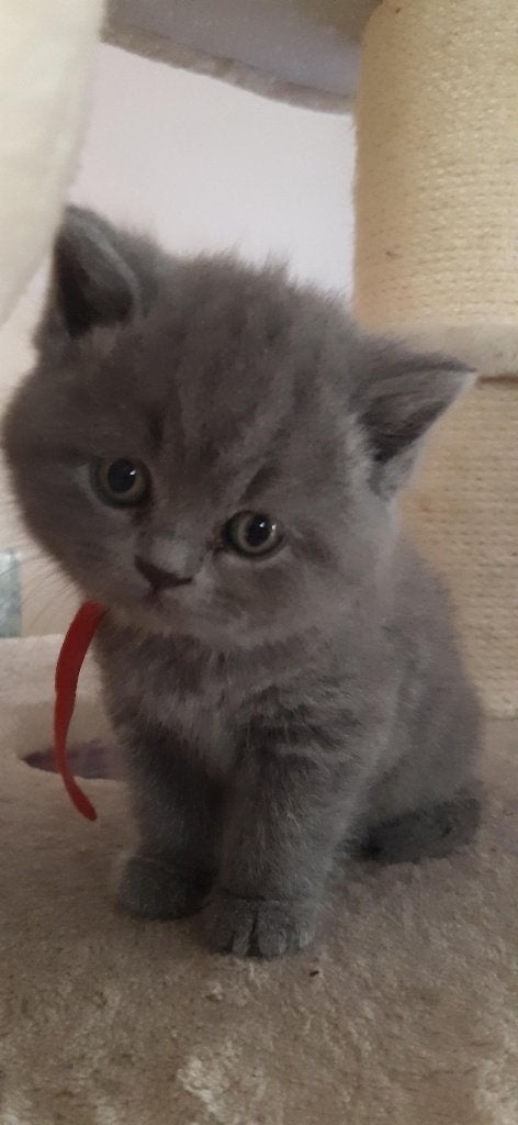Brits korthaar kitten stamboom-kampioenenlijn, Kater, Gechipt, 0 tot 2 jaar