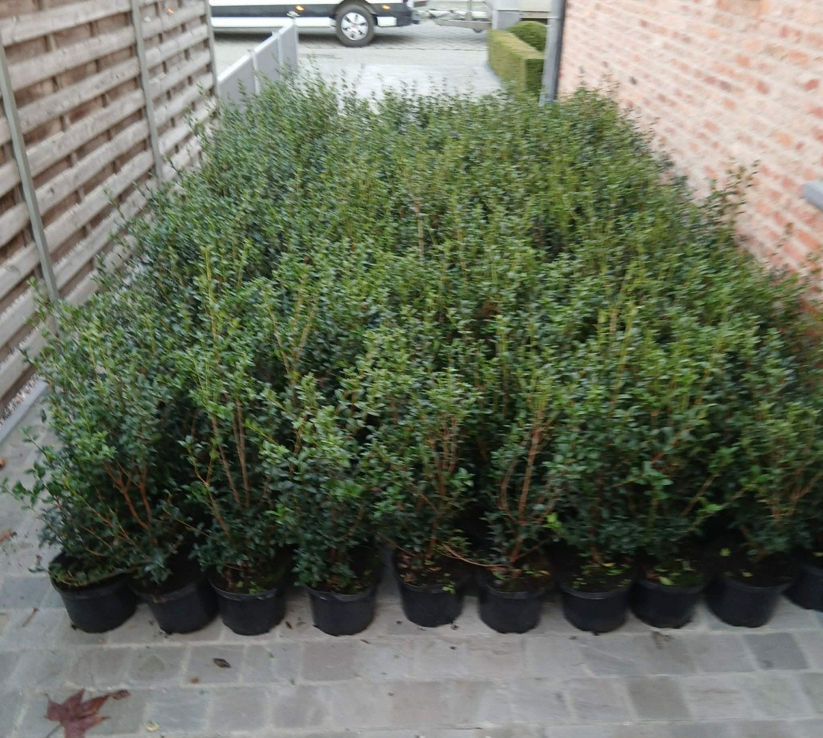 ‼️osmanthus Burkwoodii 5liter pot 60+ aan stuntprijzen‼️, Ophalen