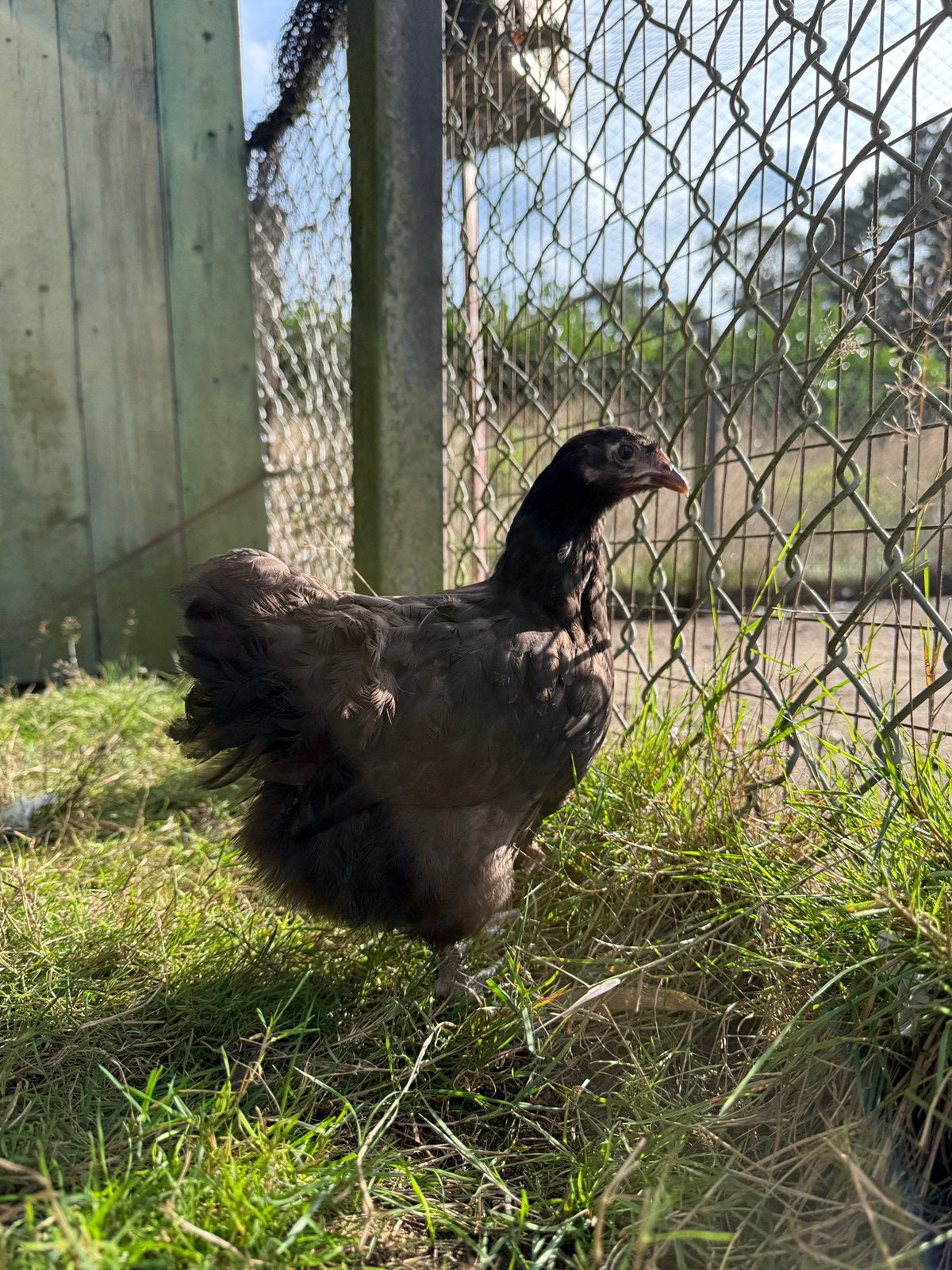 2 Hennen Choco Orpington kriel, Dieren en Toebehoren