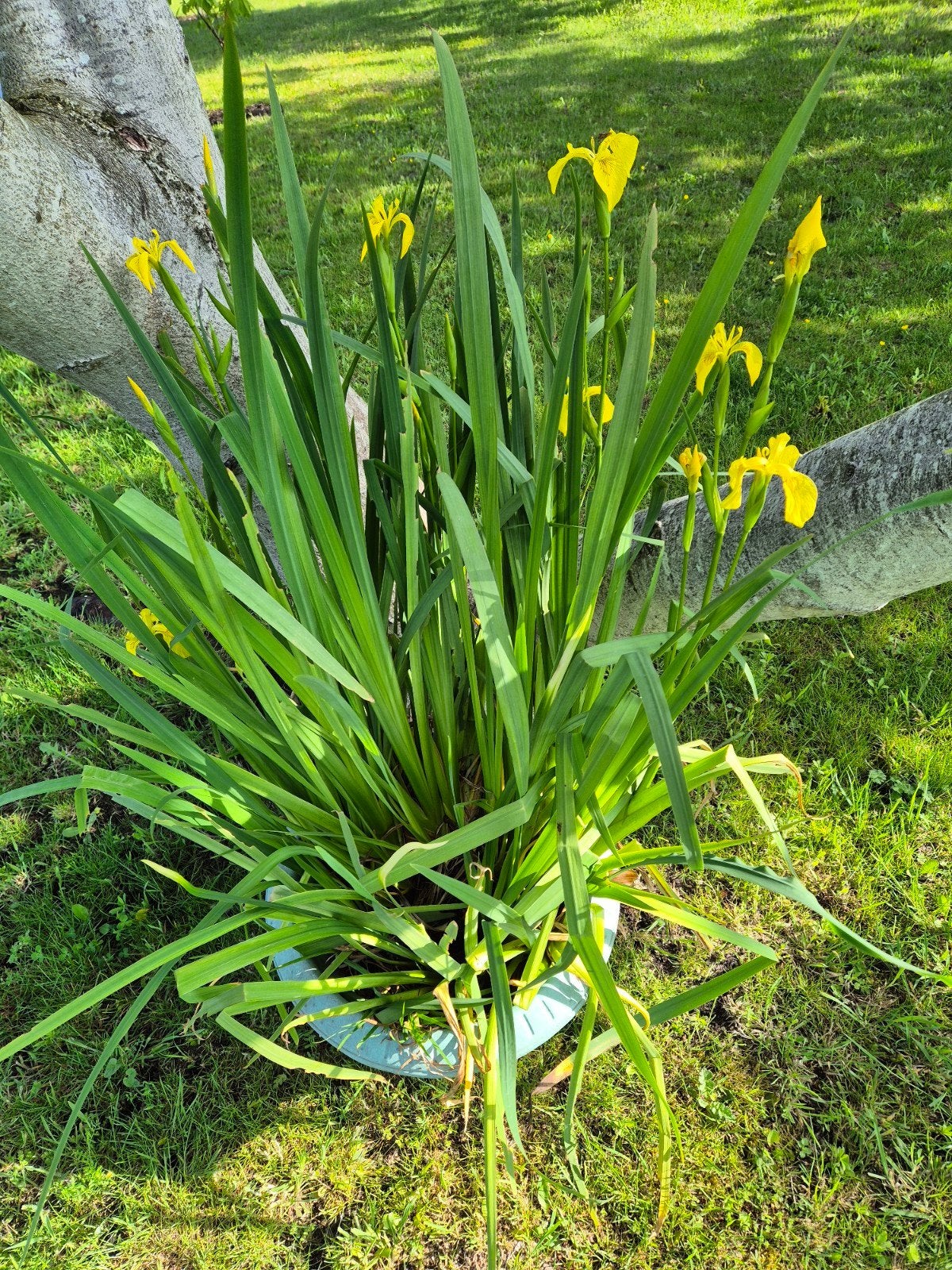 Gele lis of iris voor vijver, 90 cm hoog, zuivert water., Ophalen