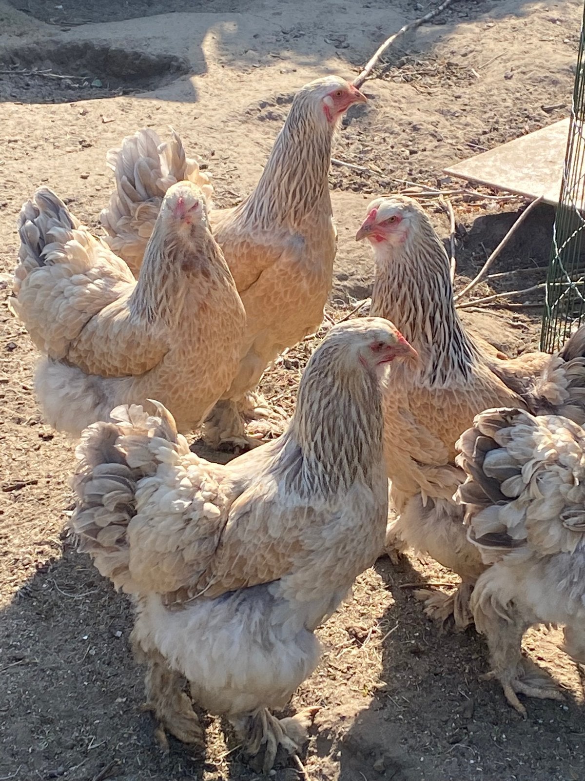 Brahma broedeieren, Animaux & Accessoires