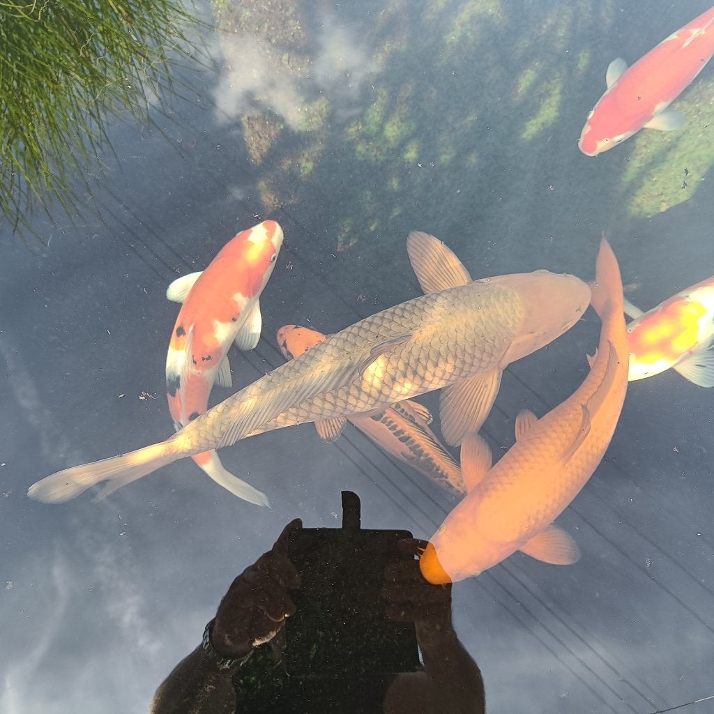 7 heel mooie Japanse koi, Karper of Koi