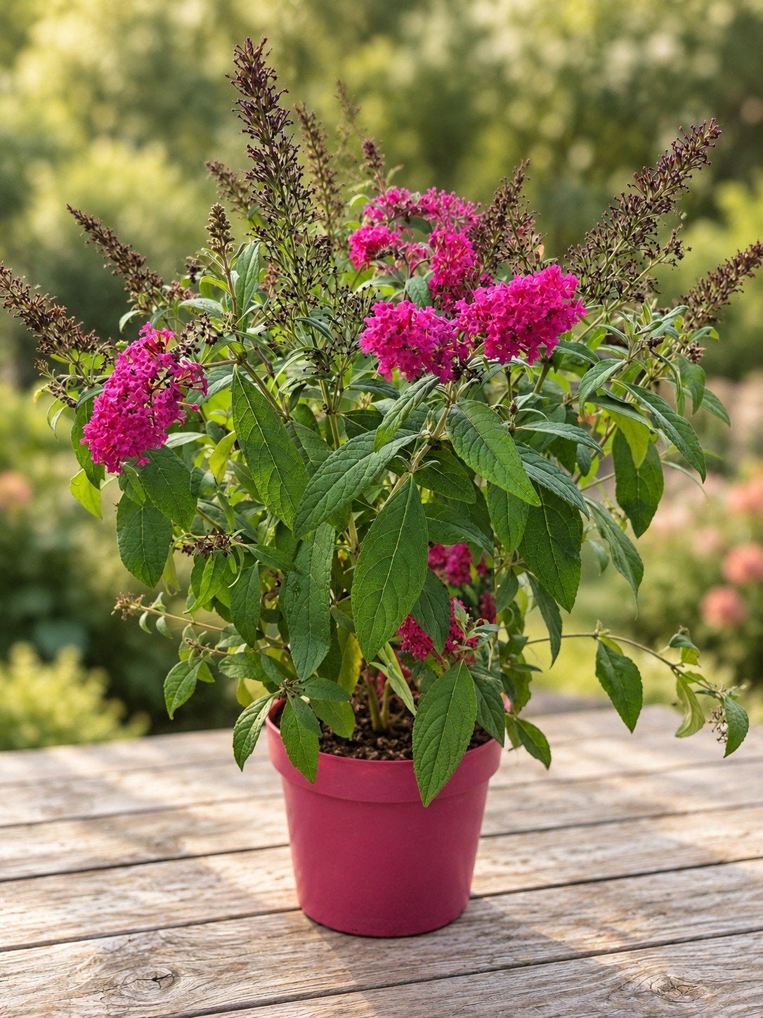 Vlinderstruik - Buddleja Butterfly, Ophalen