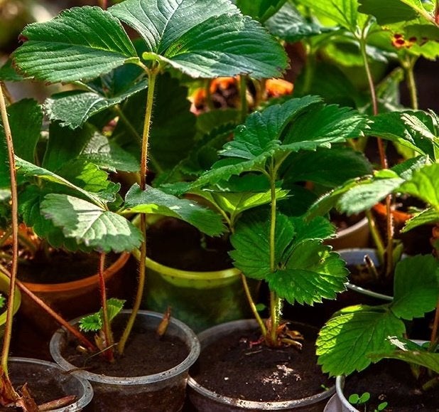 Aardbei planten, Ophalen, Volle zon, Tweejarig, Fruitplanten