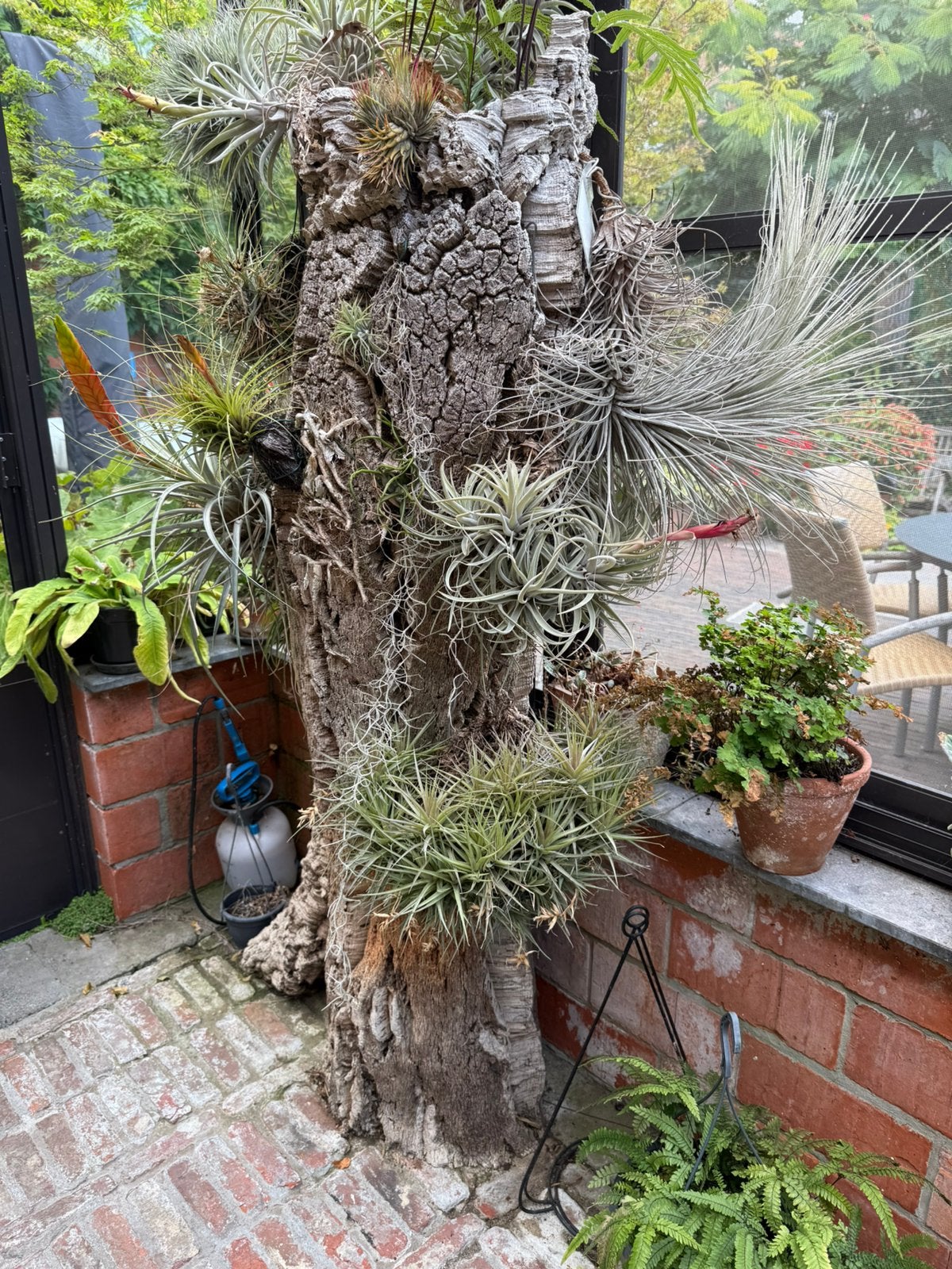 #Tillandsia op kurkeik gegroeid. Unieke aanbieding, Enlèvement, Autres espèces, 100 à 150 cm