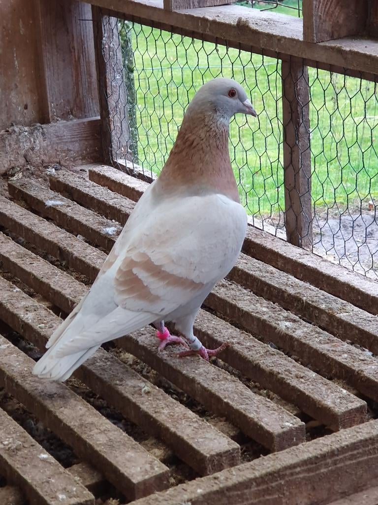 Mannelijke duif van Sion, Dieren en Toebehoren, Mannelijk