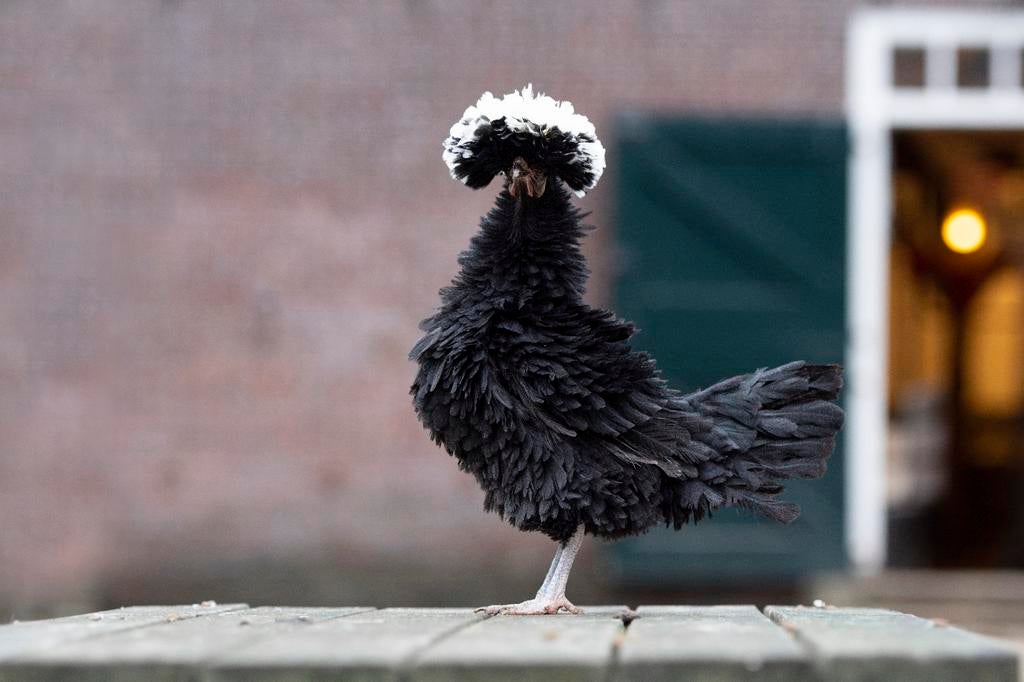Krielkippen jonge hennen verschillende soorten beschikbaar, Femelle, Poule ou poulet