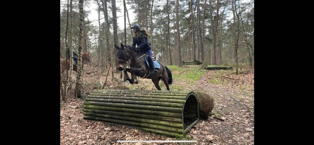 Spring merrie, Dieren en Toebehoren, Paarden, Merrie, M