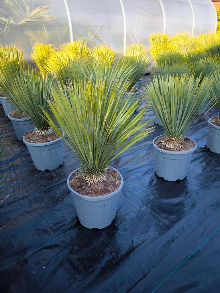Yucca rostrata , tuin yucca , tuin ananas, Volle zon, Vaste plant, Zomer, Ophalen