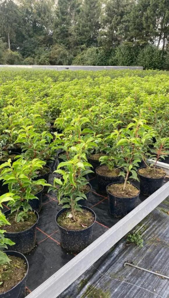 Prunus lusitanica 'Brenelia', Hagen en Sierheesters.