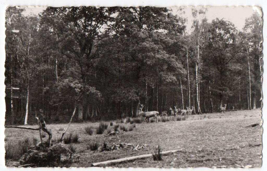 Souvenir des Ardennes, Enlèvement ou Envoi, Namur