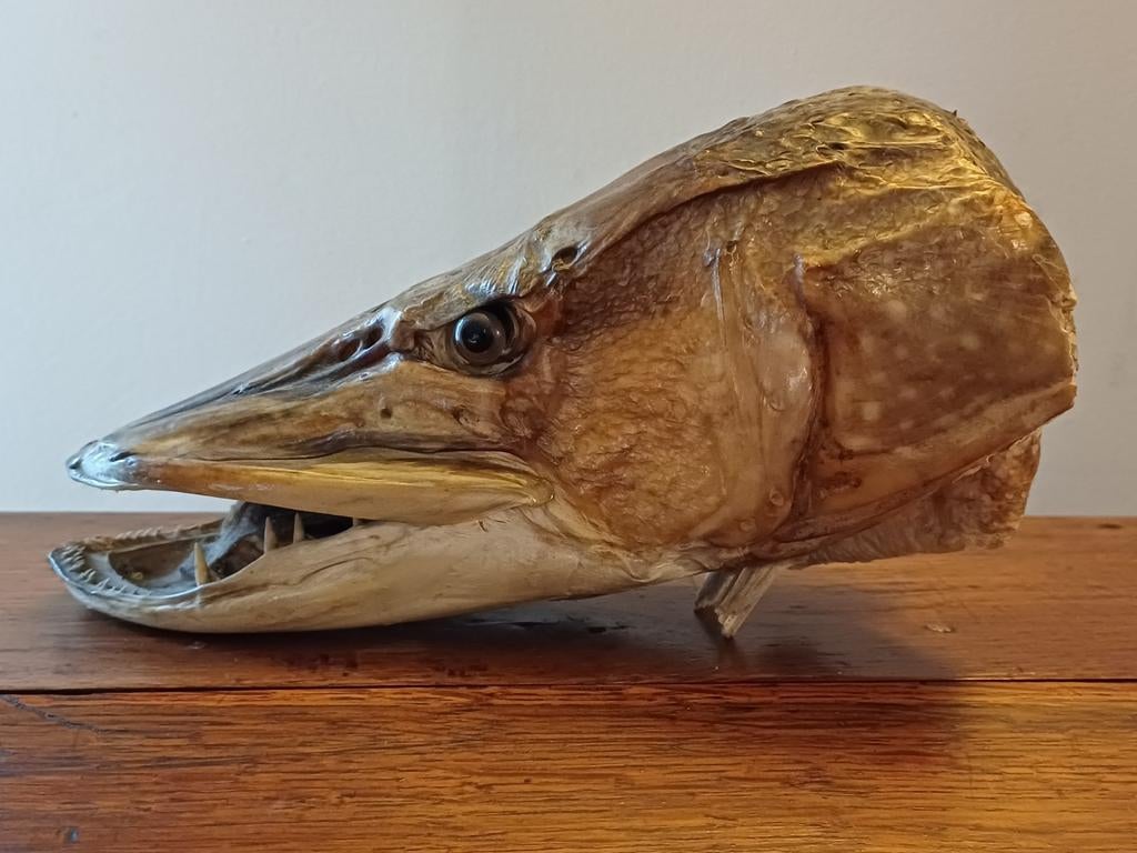 Taxidermie : brochet - cabinet de curiosités, Enlèvement ou Envoi, Utilisé, Autres, Bois ou Tête