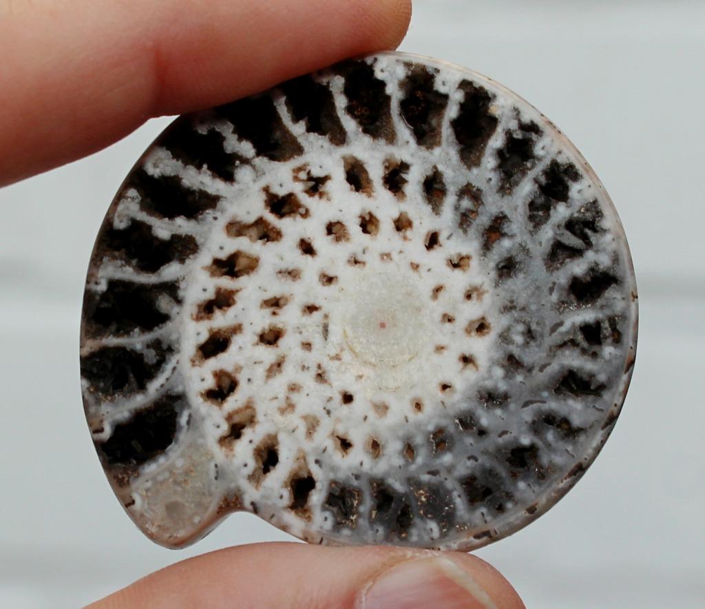 AMMONITE de Madagascar, Collections, Minéraux & Fossiles, Enlèvement ou Envoi, Fossile