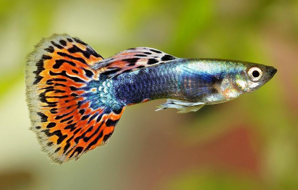 Guppy's, Vis, Zoetwatervis