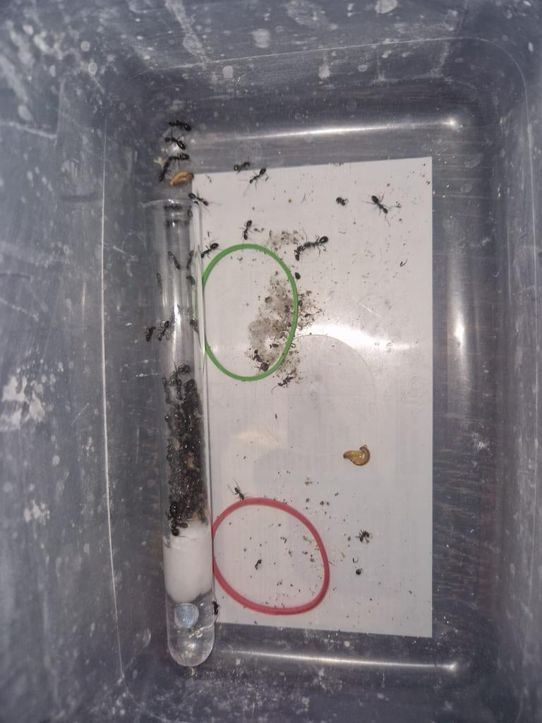 Camponotus sylvaticus 1q 70-120w | mieren ants mierenkolonie, Dieren en Toebehoren, Mieren