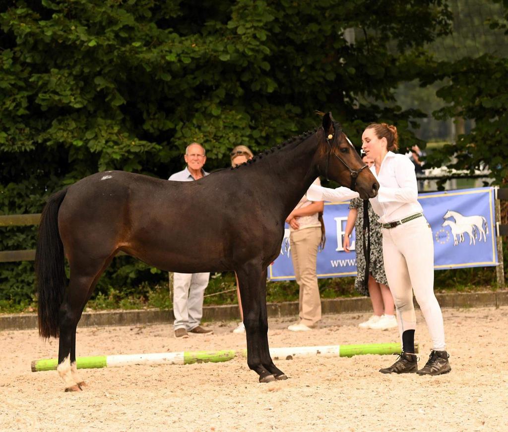 D eventing/spring pony eigen fok 4,5j, Dieren en Toebehoren, Pony's, Merrie, Springpony, 3 tot 6 jaar, D pony (1.37m tot 1.48m)