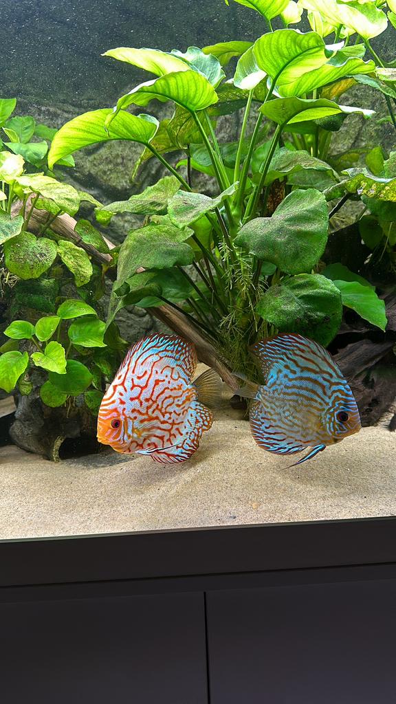 Discus vis discussen, Poisson