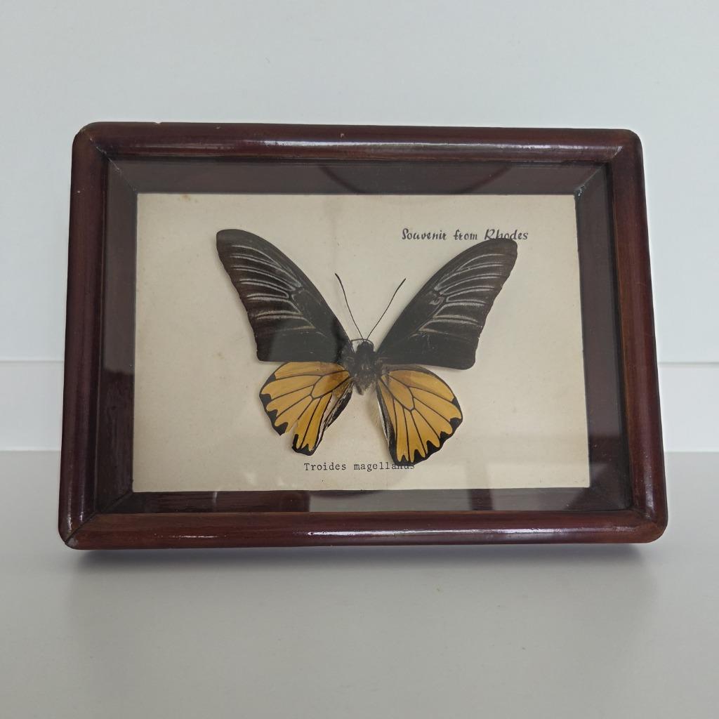 Kader met vlinder, Enlèvement ou Envoi, Utilisé, Insecte, Animal empaillé