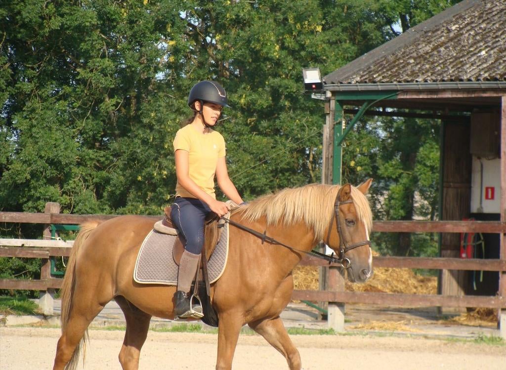 Verzorgpaard/ pony gezocht, bijrijder aangeboden.