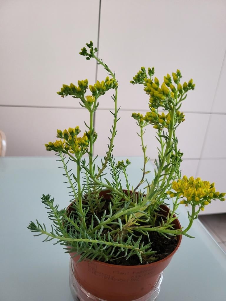 rots sedum, Tuin en Terras, Ophalen