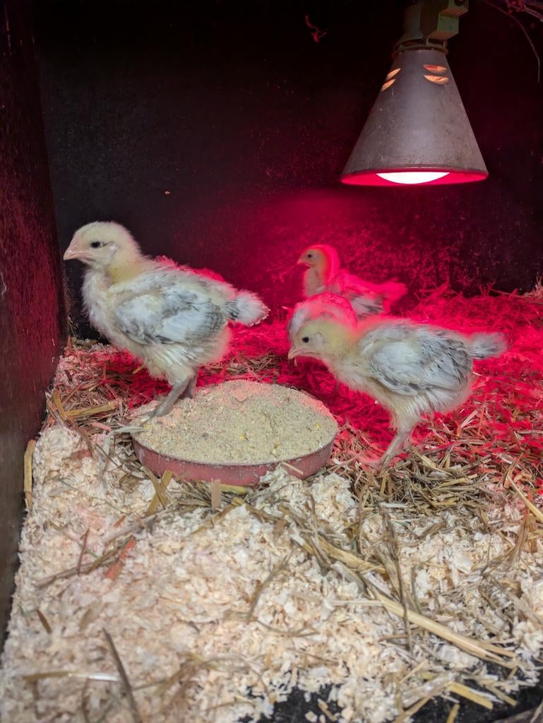 Kuikentjes legkip Sussex hennen