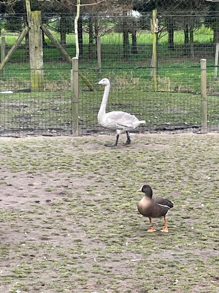 Wilde zwaan, Dieren en Toebehoren, Vrouwelijk, Gans of Zwaan