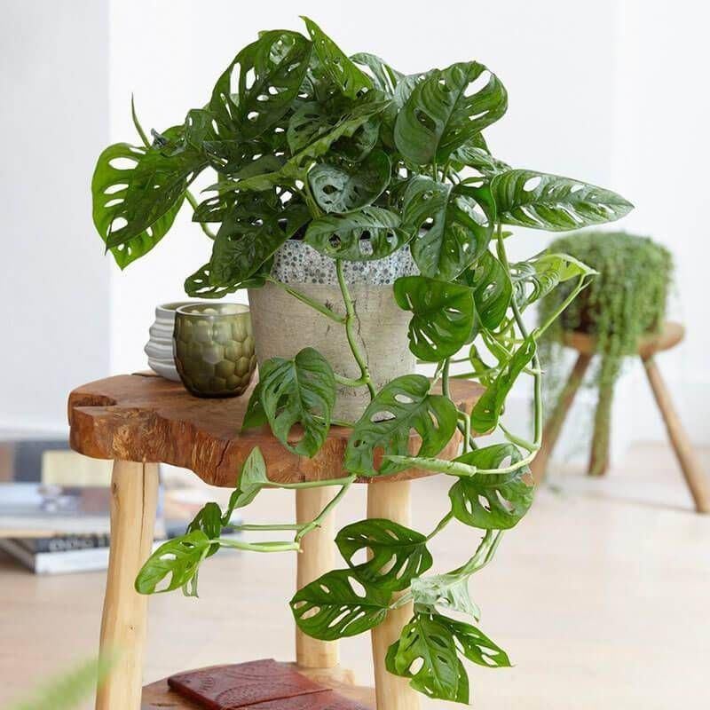 Monstera monkey leaf adansonii, Autres espèces, Moins de 100 cm, Enlèvement, Plante verte