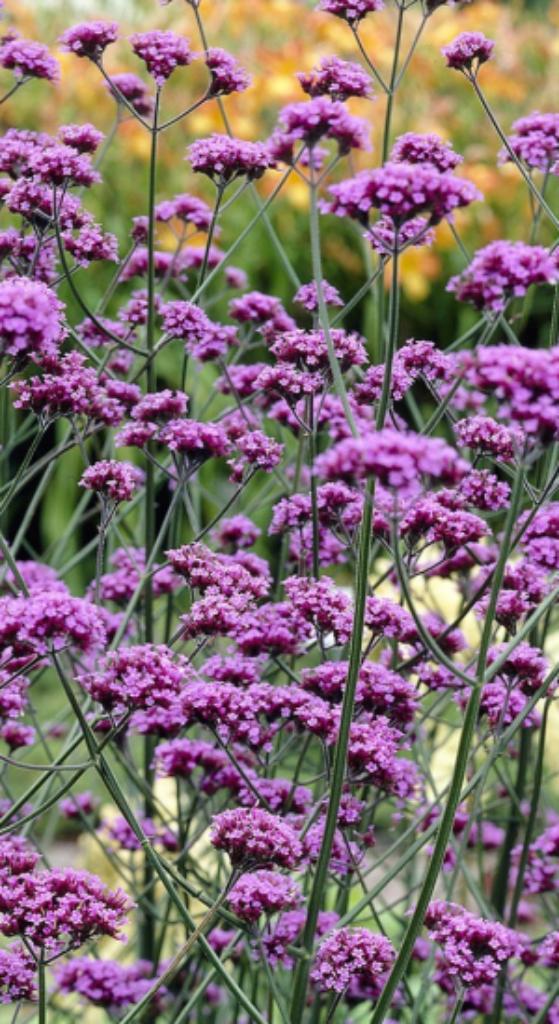 Verbena bonariensis, Ophalen, Zomer, Vaste plant, Siergrassen