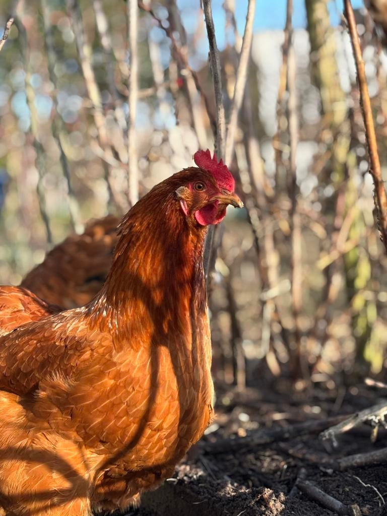 Verse eitjes te koop, Dieren en Toebehoren, Ophalen