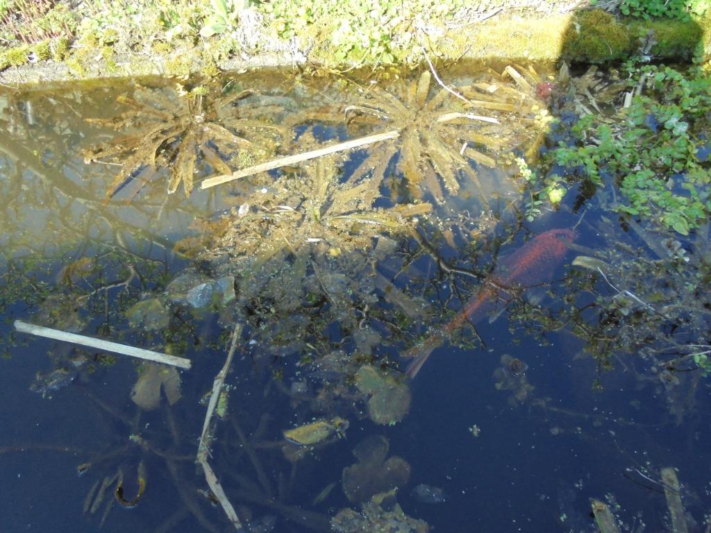 Grote "krabbescheer" waterplanten, Ophalen, Nieuw, Overige typen