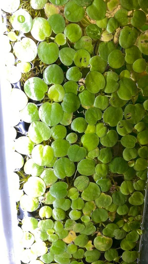 Amazone kikkerbeet (Limnobium laevigatum), Animaux & Accessoires, Poissons | Aquariums & Accessoires, Enlèvement ou Envoi
