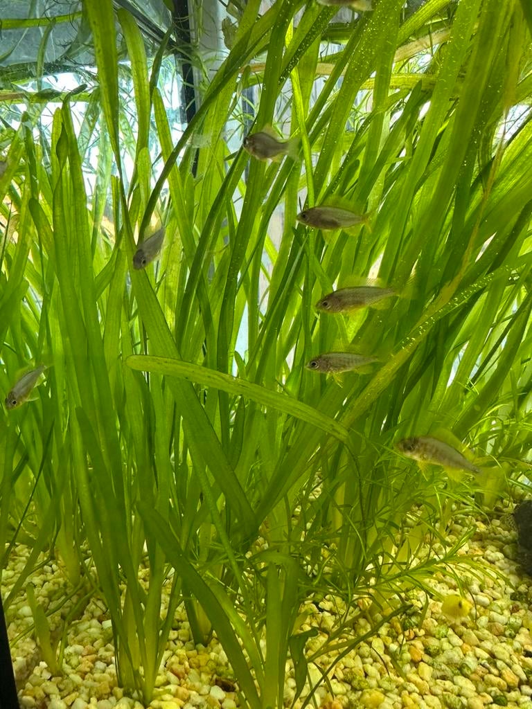 vallisneria gigantea, Dieren en Toebehoren, Ophalen, Zo goed als nieuw