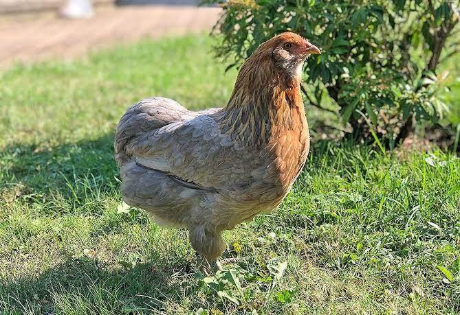 *gezocht* Araucana of Ameraucana broedeieren, Dieren en Toebehoren, Meerdere dieren, Kip