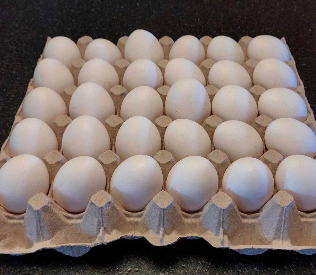 Broedeieren “Witte Leghorn”, Dieren en Toebehoren