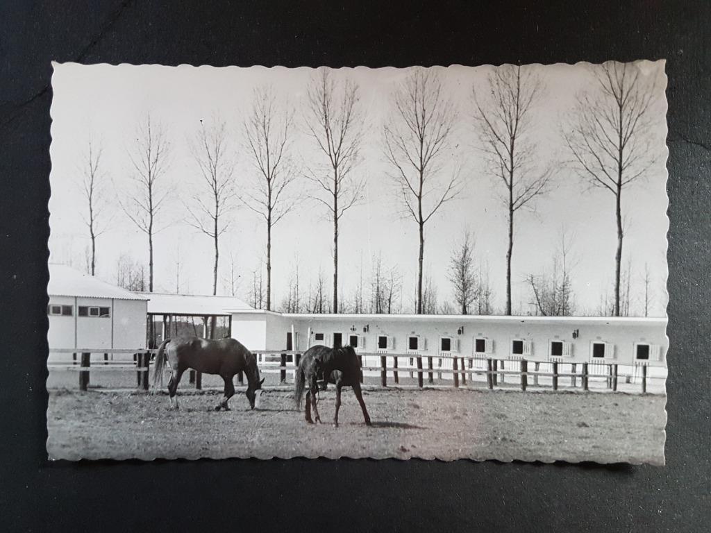 Tongerlo Ruiterijschool Paard cheval, Envoi, 1940 à 1960, Non affranchie, Anvers