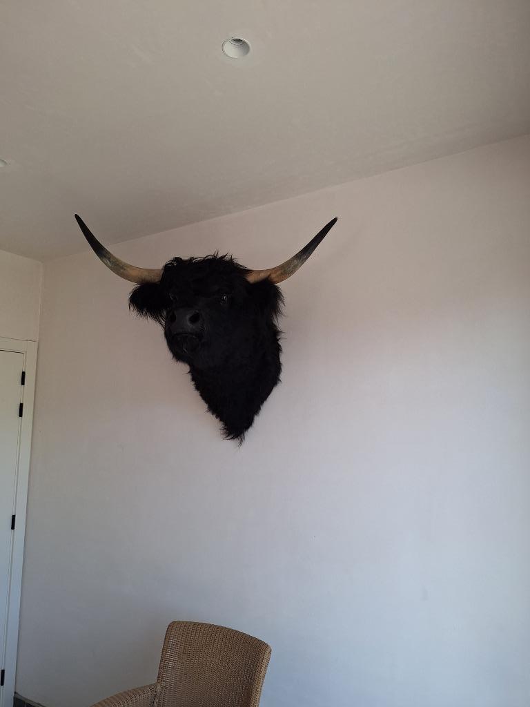 Opgezette rundskop, Ophalen, Nieuw, Boerderijdier, Gewei of Kop