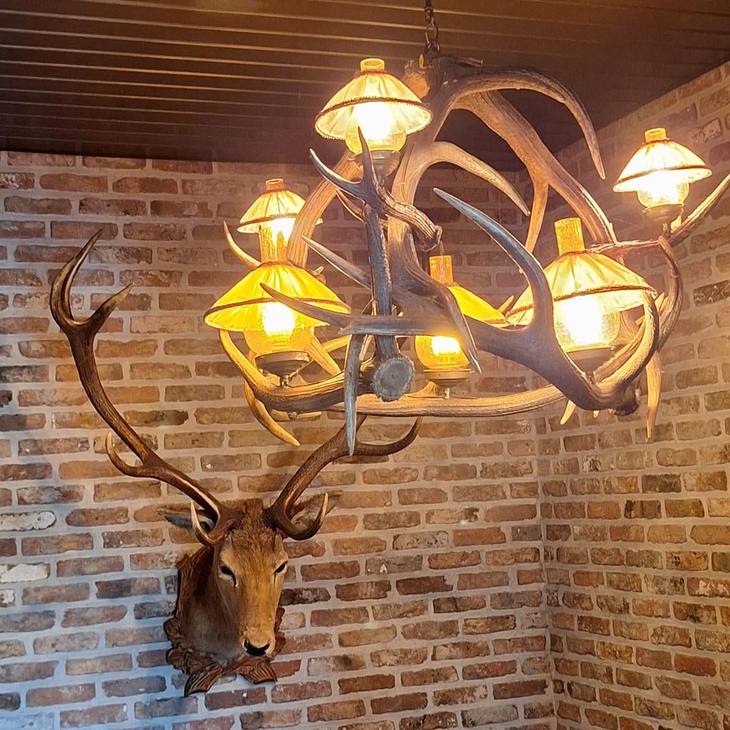 luster in hertgewei, Enlèvement