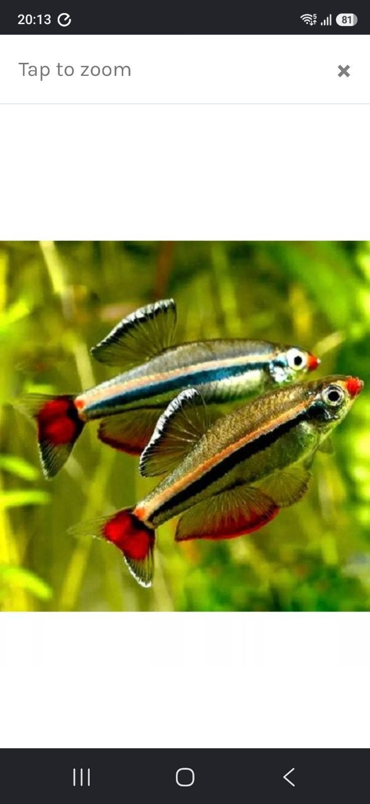 chineese danio en danio longfin, Dieren en Toebehoren