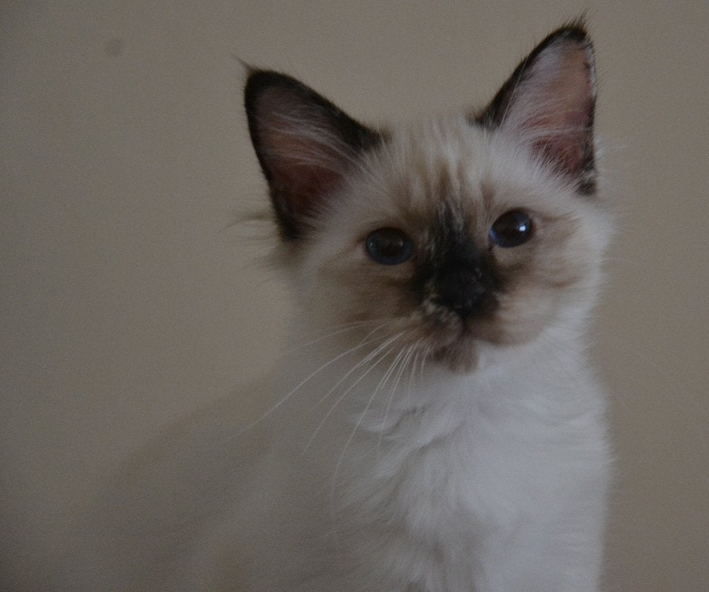 Bia magnifique sacré de birmanie, Chatte ou Chat, Avec pedigree, 0 à 2 ans