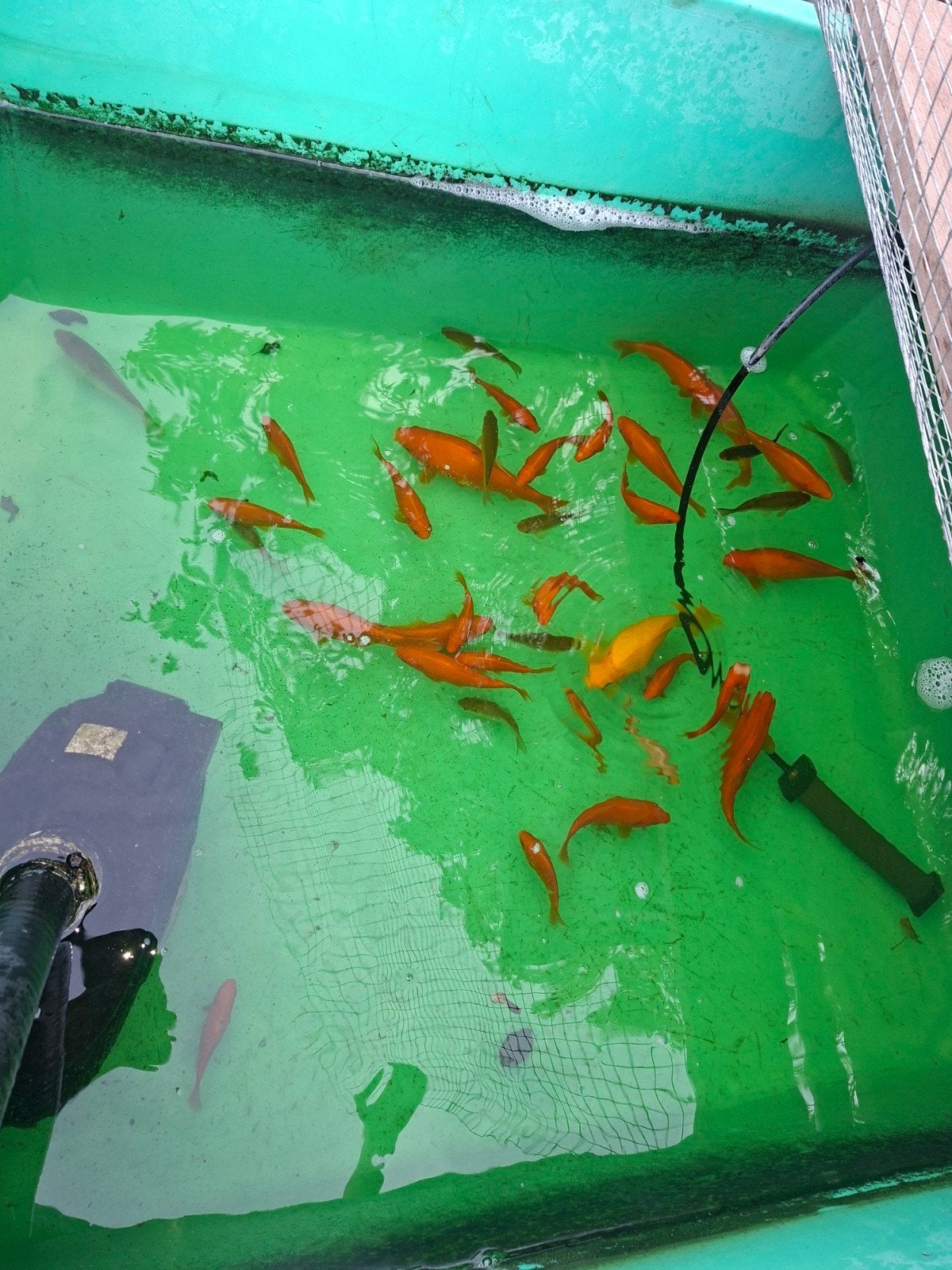 Goudvissen, Dieren en Toebehoren, Goudvis(sen)