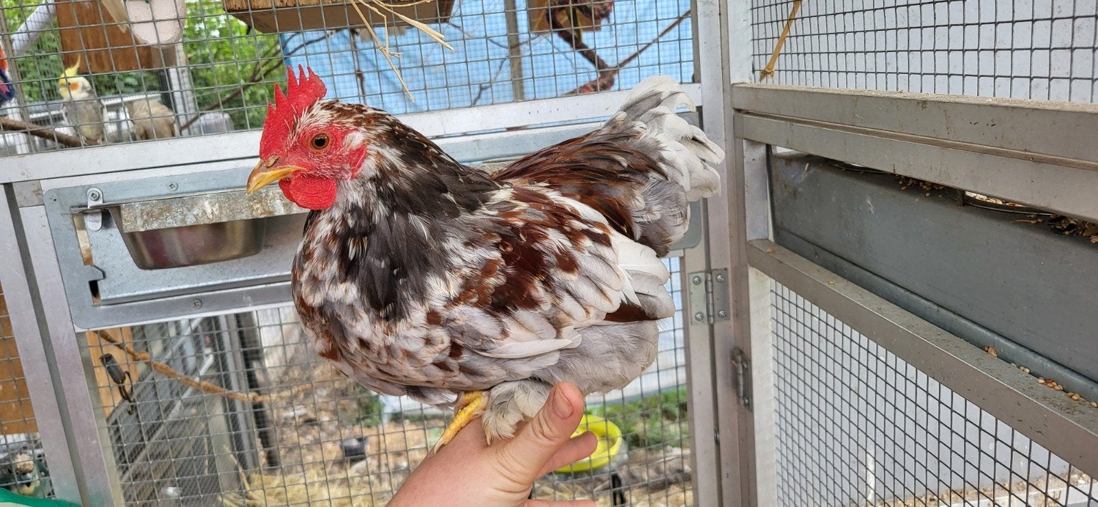 coq pekin, Animaux & Accessoires, Oiseaux | Oiseaux Autre