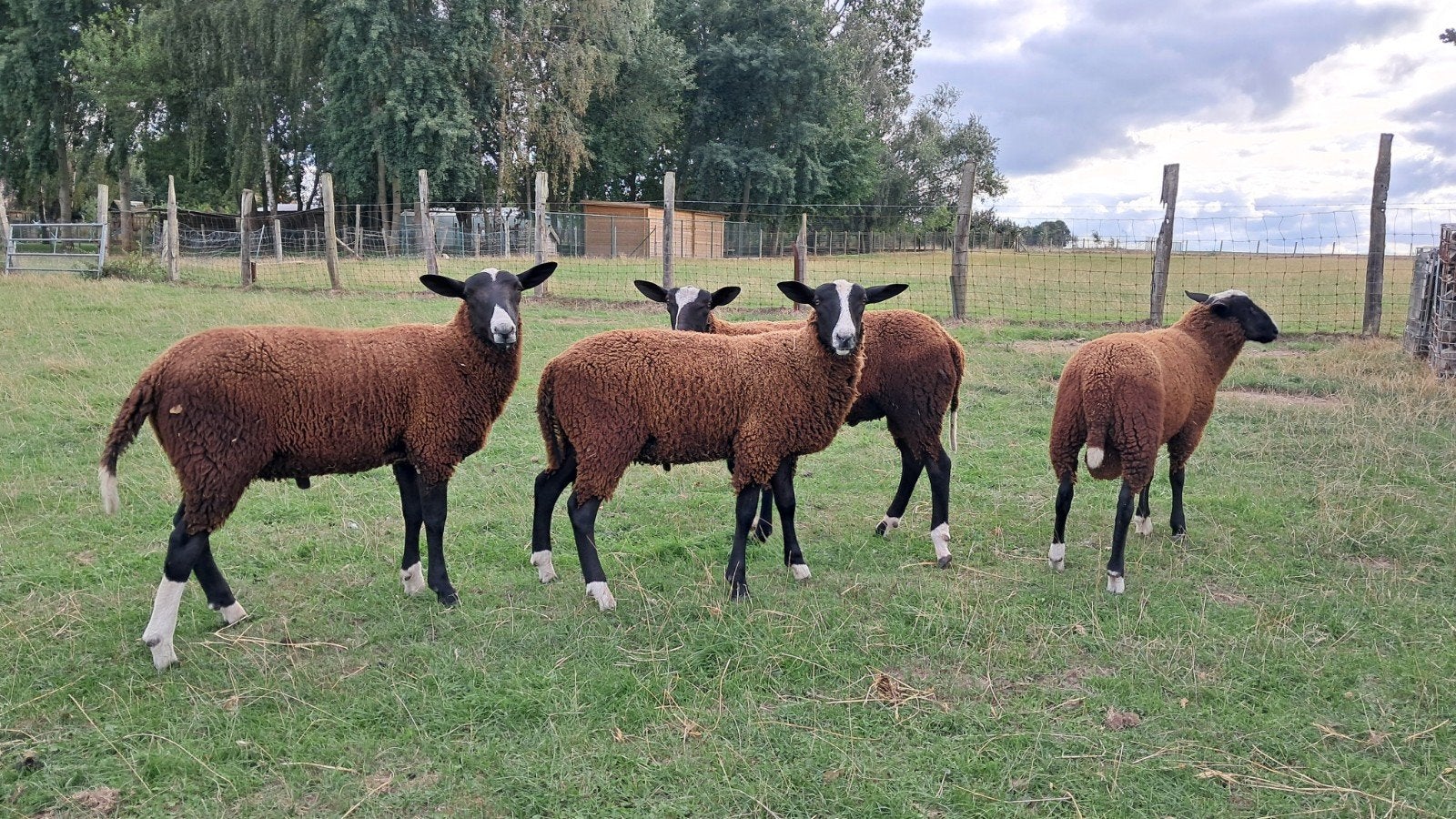 zwartbles rammen, Mannelijk, Schaap, 0 tot 2 jaar