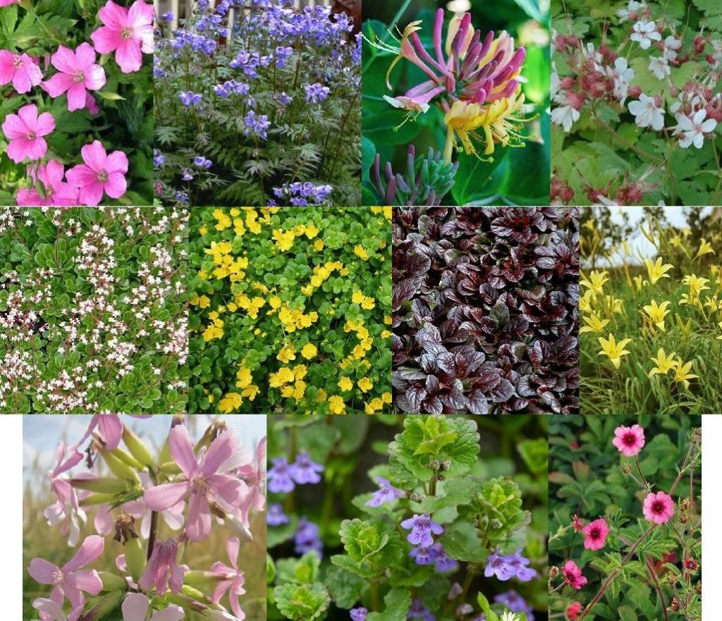 Lot de 11 plantes vivaces, Tuin en Terras, Ophalen, Vaste plant, Bodembedekkers, Halfschaduw