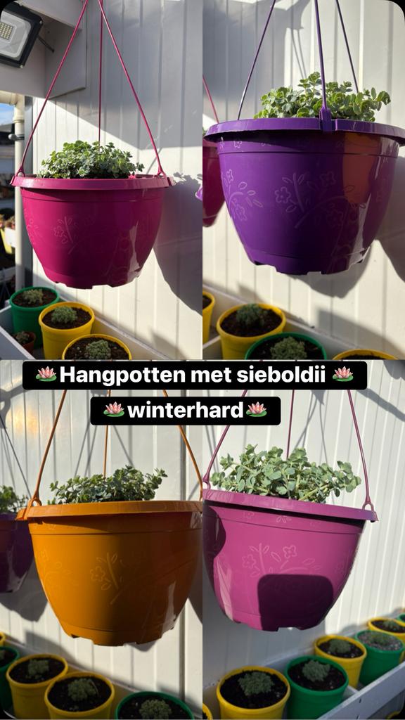 assortiment bloempotten, Ophalen, Zo goed als nieuw