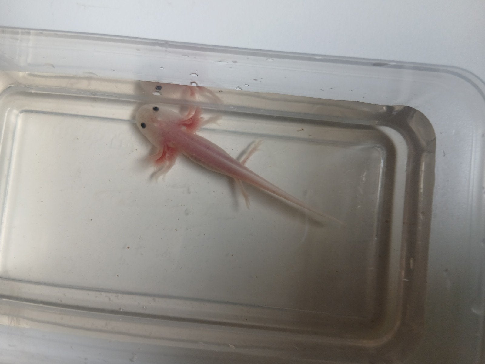 Axolotl, Animaux & Accessoires