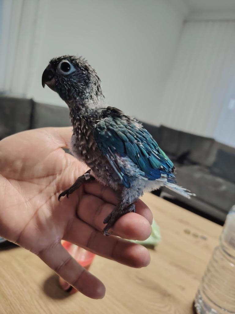 Super tamme pyrrhura, Dieren en Toebehoren, Vogels | Parkieten en Papegaaien, Geslacht onbekend, Parkiet, Geringd