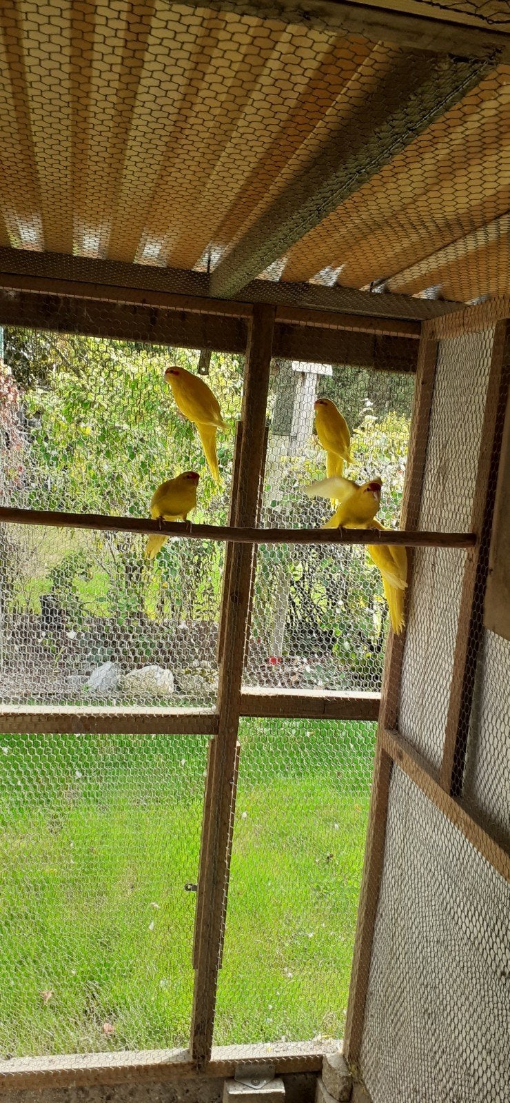 kakarikies