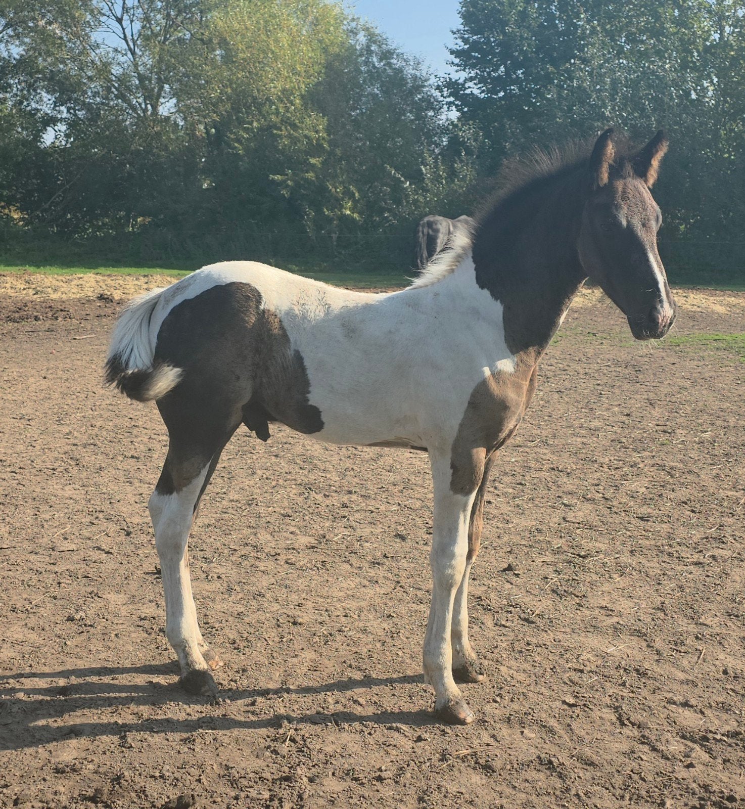 poulain barockpinto plein de papier, Cheval de dressage, Avec pedigree, 165 à 170 cm, Étalon